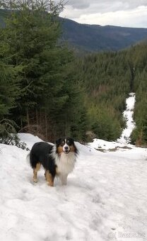 Australský ovčák krytí