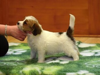 Jack Russel teriér s PP - Valmont