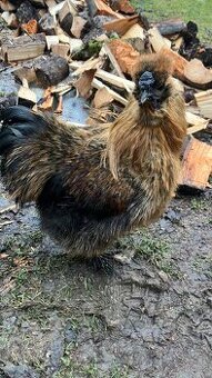 Kohoutek narozen 1/6/2025