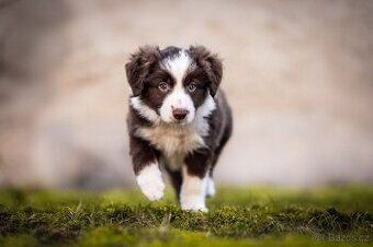 Štěně Border kolie s PP