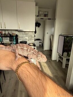 Chameleon pardálí – samice (Nosy Be)