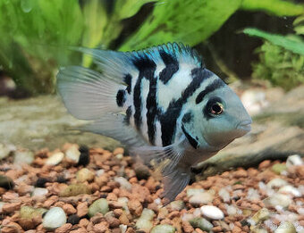 Kančík příčnopruhý-kříženec Platinum Parrot