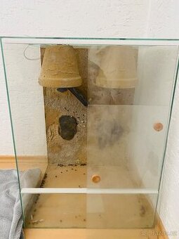 Terarium
