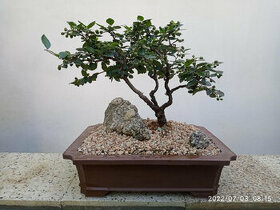 Skalník celokrajný bonsai