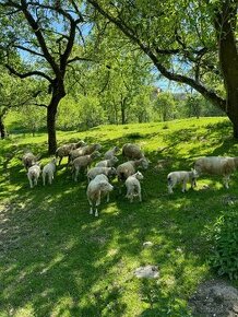 TEXEL ovce a jehnata