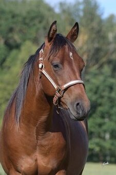 QH valach  2022