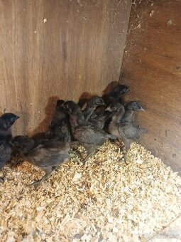Ayam cemani- kuřata