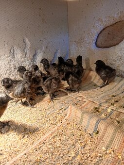 Ayam cemani- kuřata