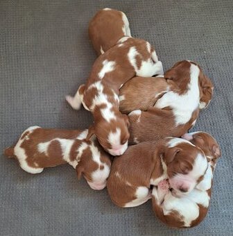 Štěňátka wss - welshspringerspaniel - 1