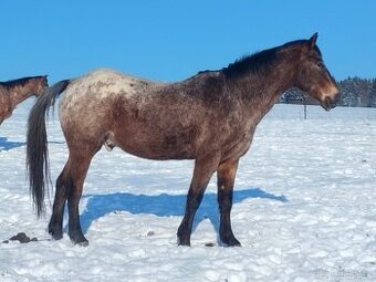 Appaloosa valach