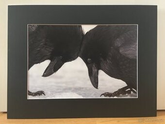 Fotografie Havraní láska - 1