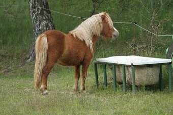 shetland pony hřebec sPP