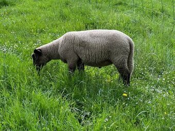 Beránek suffolk