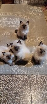 Ragdoll kotatka ,kotata