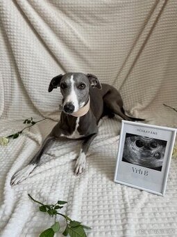 Štěně chrt/whippet/vipet