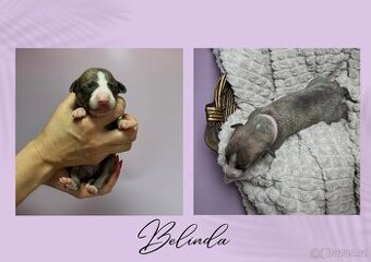 Štěně chrt/whippet/vipet