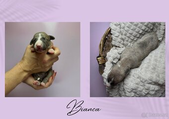 Štěně chrt/whippet/vipet s PP