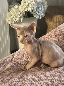 Sphynx