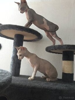 Sphynx holcicka - 1