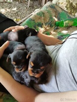 Prodám štěňata Yorkshire terrier