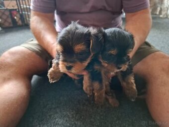Yorkshire , Yorkšírský , Jorkšírský , terrier , terier