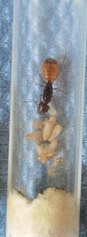 Camponotus fedtschenkoi
