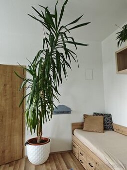 Vzrostlá juka (280 cm)