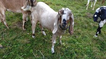 Anglinubijske kozičky