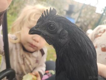 Ayam Cemani