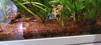Akara cichlida papuščí endlerky krevetky