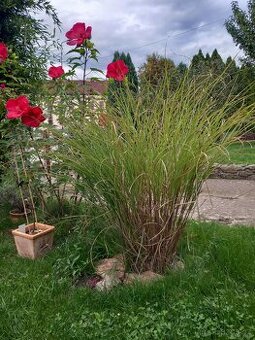 Stáčecí okrasná tráva