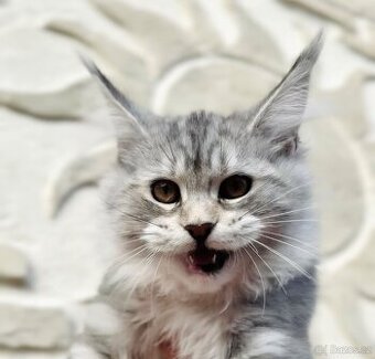 Koťátka s PP Maine Coon Mainská Mývalí