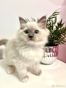 Luxusní ragdoll koťátka, tatínek s PP