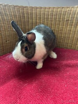 Sameček zakrslého králíčka