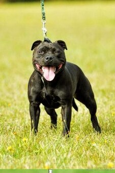 Prodám stafordšírský bulteriér z certifikátem - 1