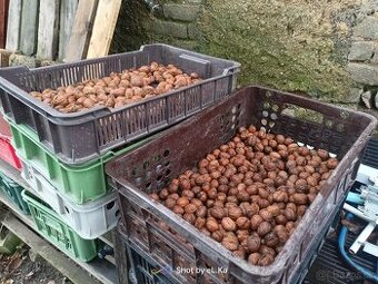 Vlašské ořechy neloupané 25.11. aktuální