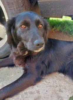 Daruji fenku border kolie x retrivr