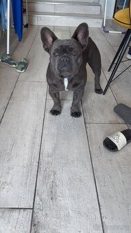 Francouzský buldoček na prodej