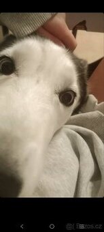 Sibiřský husky kira, prosím přečtěte si popis