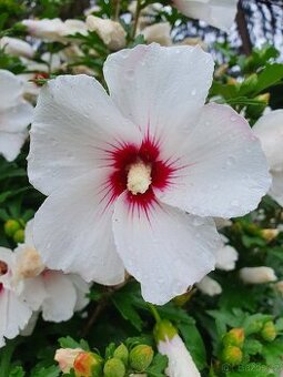 Ibišek syrský bílý