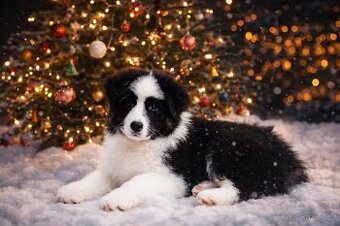 Australský ovčák s průkazem původu