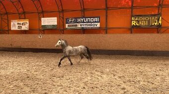 Krásný poník k dětem