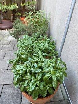 Žížalí čaj – přírodní hnojivo (1 l / 80 Kč)