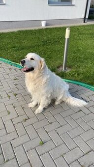 Zlatý retrívr-krytí