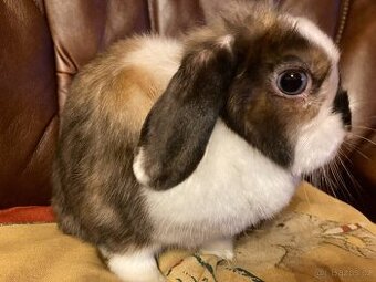 ZDARMA - zakrslý saténový beránek