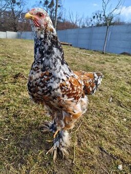 Brahmánka velká - porcelán