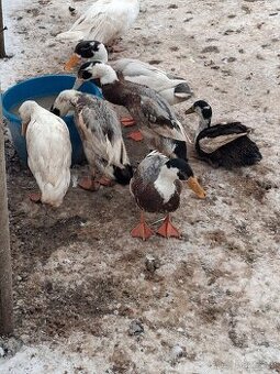 Indický běžec - kačeři