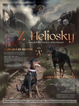 Stenata dobermana s pp