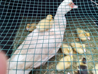 Násadová vejce kachen