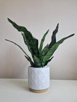 Sansiviera -umělá v keramic.květináči